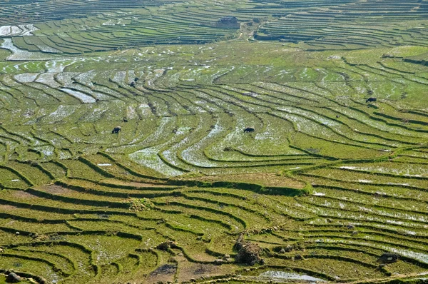 Yeşil pirinç alan adımları Kuzey Vietnam yüksek Dağı'nda — Stok fotoğraf