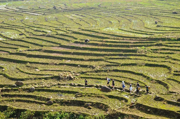 Yeşil pirinç tarlaları arasında Kuzey dağda yürürken yolcuları — Stok fotoğraf