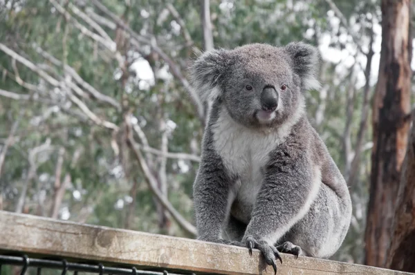 Junge graue Koalas schauen nach links — Stockfoto