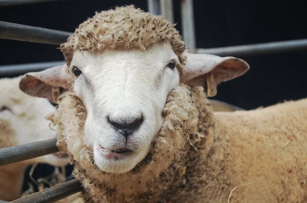 Nieuwsgierig gezicht van jonge schapen — Stockfoto