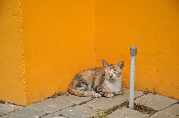 Sleepy little cat sitting next to bright yellow wall — Stock Photo, Image