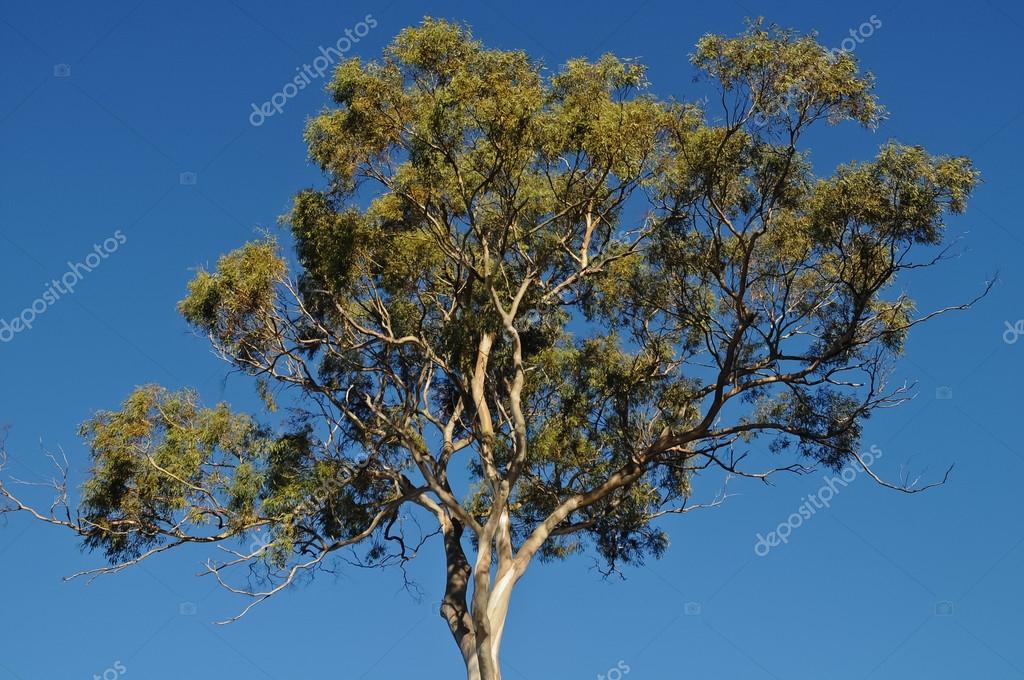 Tall Gum Tree In Tasmania Australia In Summer Stock Photo Image By C Eyeofpaul Tall Gum Tree In Tasmania Australia In Summer Stock Photo Image By C Eyeofpaul