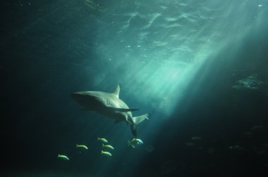 White shark flaoting in the deep ocean clipart