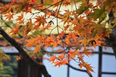 Kırmızı ve turuncu akçaağaç yaprakları sonbaharda Kyoto Tapınağı'nda