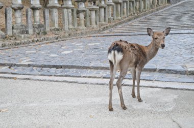 Japonca geyik Nara Japonya'da bir antik taş yol kahverengi
