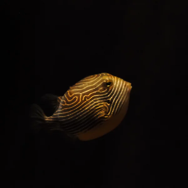 Puffer fish floating in the dark sea — Stock Photo, Image