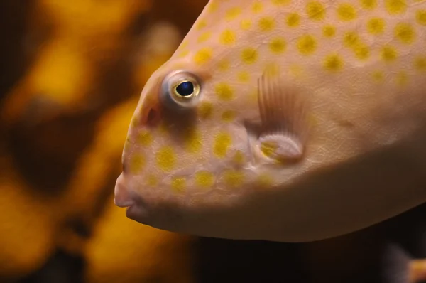 Cuplikan kepala ikan beo oranye — Stok Foto