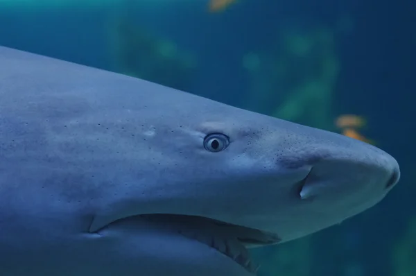 可怕的愤怒白色鲨鱼在海洋中外观 — 图库照片