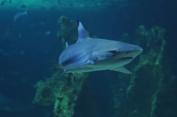 White shark swimming in the deep coral sea — Stock Photo, Image