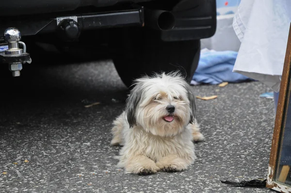 Shih Tzu lindo cachorro acostado en el mercado de pulgas — Foto de Stock