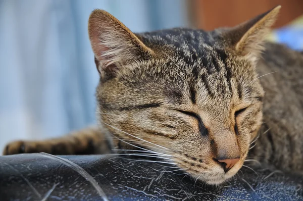Rayas marrones lindo gato perezoso está durmiendo en un buen día — Foto de Stock
