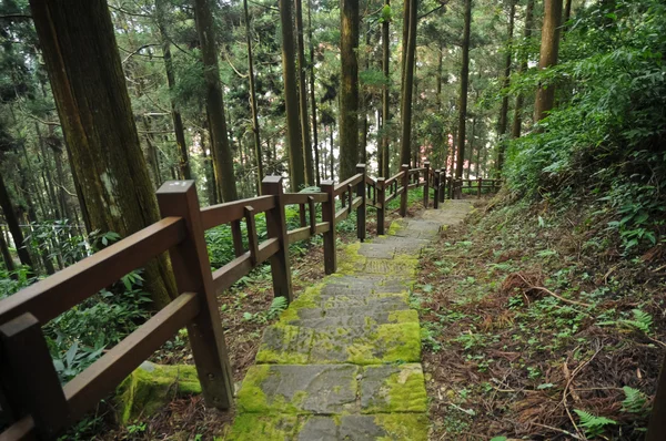 Natuurlijke vochtige stappen naar beneden in het dennenbos — Stockfoto