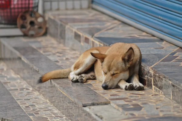 Taiwanese dog sleeping in front of a restuarant — Stock Photo, Image