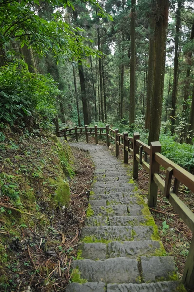 Escaleras viejas escalones en el bosque profundo — Foto de Stock