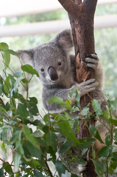 Gris lindo koala joven sosteniendo gumtree —  Fotos de Stock