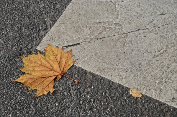秋にアスファルトの道路のカエデの葉 — ストック写真