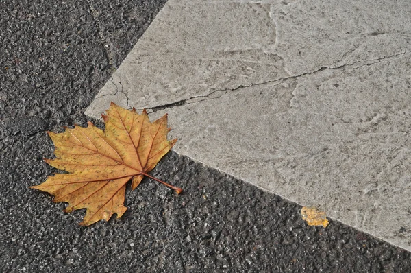 Hoja de arce en camino de asfalto en otoño —  Fotos de Stock