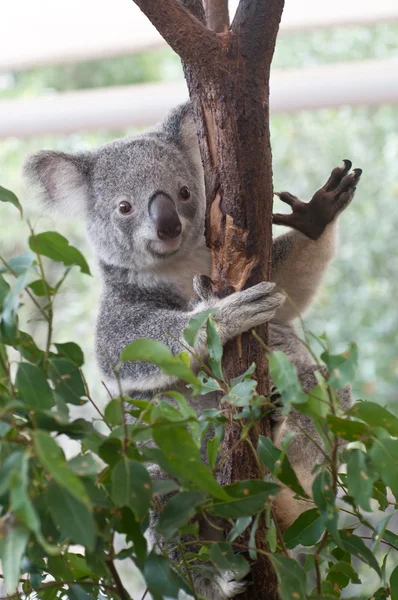 Koala australien grimpant gommier — Photo