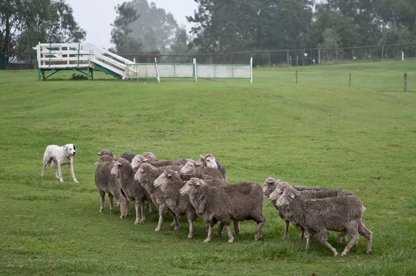 羊の群れで白いピレニアン ・ マウンテン ・ ドッグ — ストック写真
