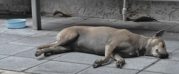 Stray dog sleeping on the ground in Asia — Stock Photo, Image