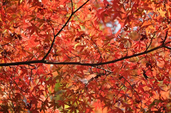 Hojas de arce rojo y naranja en otoño en Japón —  Fotos de Stock