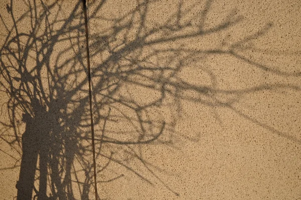 Shadow of tree branches on a wall in the afternoon — Stock Photo, Image