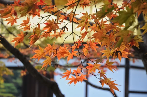 Feuilles d'érable rouge et orange au temple Kyoto à l'automne — Photo