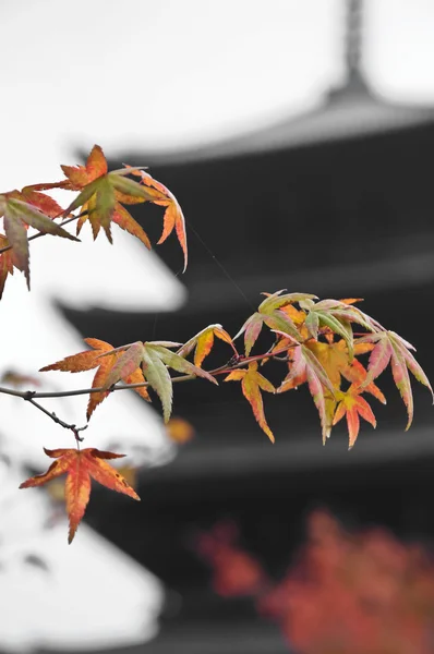Feuilles d'érable rouge et orange au temple de Kyoto à l'automne — Photo