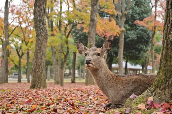 Santo ciervo japonés en el parque nacional de Nara en otoño —  Fotos de Stock