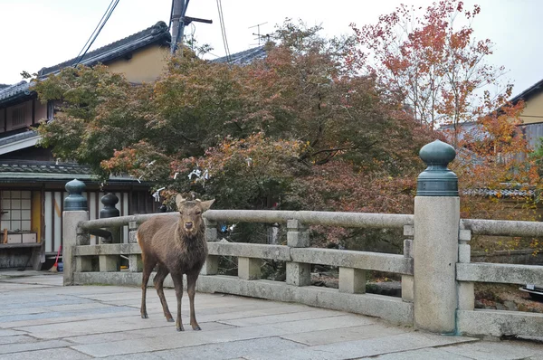 Japonca geyik Nara Japonya'nın eski bir taş köprü üzerinde kahverengi — Stok fotoğraf