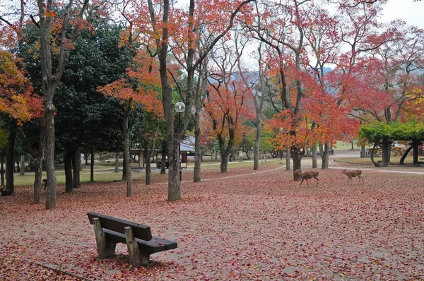 Banco de madera solitario en jardín de otoño japonés —  Fotos de Stock