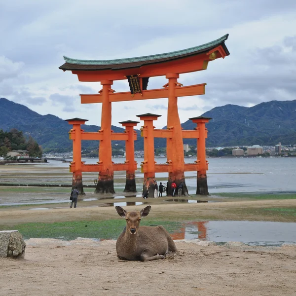 Japanska hjortar och röda heliga Miyajima porten i Hiroshima Japan — Stockfoto