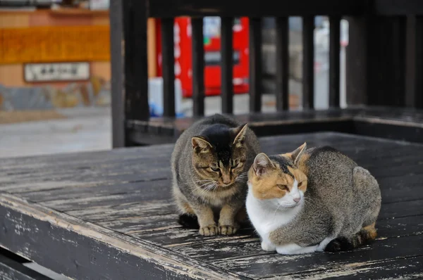 Two Japanese cats having disagreement on wooden floor — Stock Photo, Image