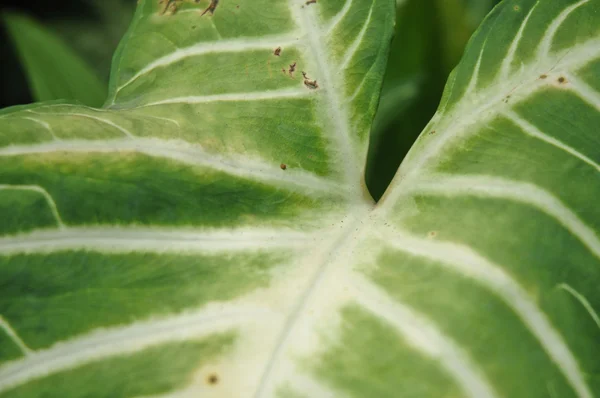 Вьющаяся текстура большого зеленого листа — стоковое фото