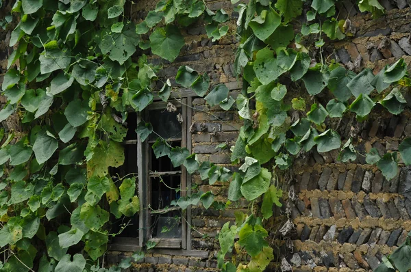 Creeper ivy on old building in Europe — Stock Photo, Image