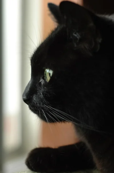 Black cat face starring outside — Stock Photo, Image