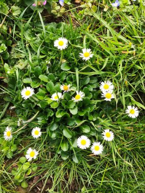 Erkelenz, Almanya 23 Nisan 2020. İlk bahar çiçekleri 