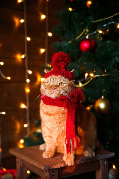 Cute rudy kot w czerwone Boże Narodzenie dzianiny kapelusz i szalik siedzi na tle Bożego Narodzenia.Wesołych Świąt pocztówka. — Zdjęcie stockowe