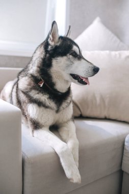 Şirin, büyük bir köpek yavrusu kanepede yatıyor. Mutlu evcil hayvan kavramı