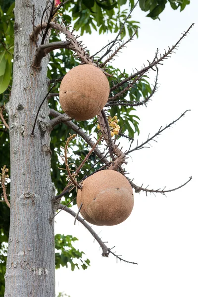 Sal trees cannonball tree or sal of india — Stock Photo, Image