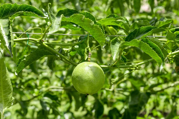 Passionsfrukt på anläggningen. — Stockfoto