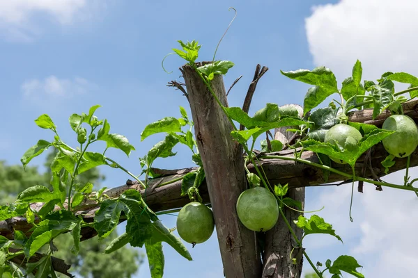 Passionsfrukt på anläggningen. — Stockfoto