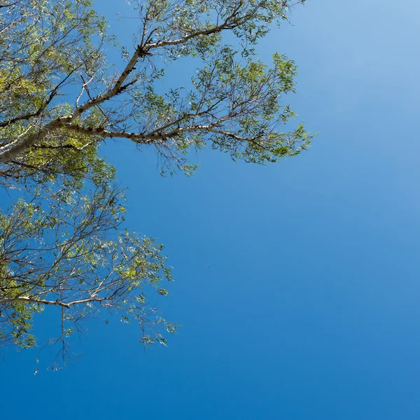 Tree branches against the blue sky — Stock Photo, Image