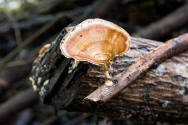 ormandaki log üzerinde mantar