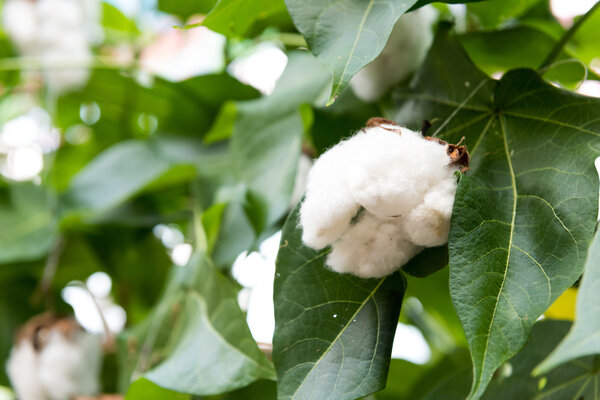 Cotton Plant Ready for Harvest