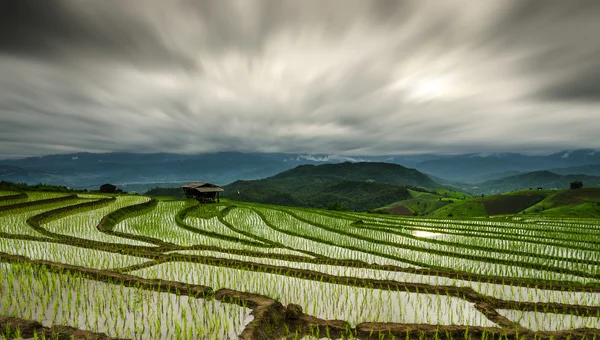 Terraced Paddy Field in Mae-Jam Village , Chaingmai Province , Thailand — Stock Photo, Image