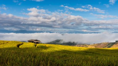 Teraslı pirinç tarlaları Kuzey Tayland, Pa pong peang, Chiang Mai