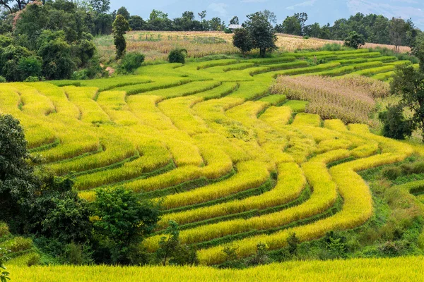 Terraced rice fields in northern Thailand ,Pa pong peang, Chiang — Stock Photo, Image