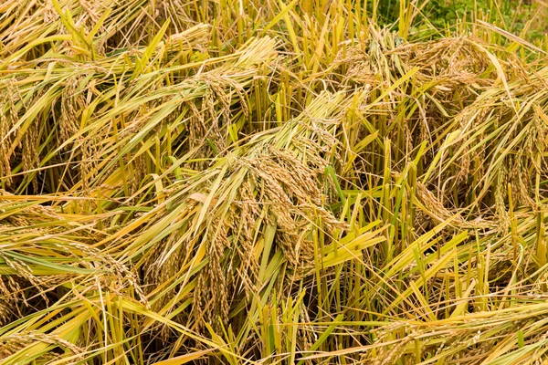 Campo de arroz — Foto de Stock