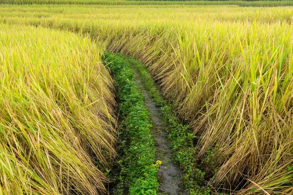 Campo de arroz — Foto de Stock